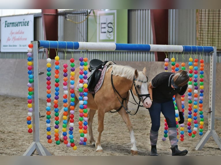 Welsh B Gelding 4 years 13.1 hh Palomino in Wildeshausen