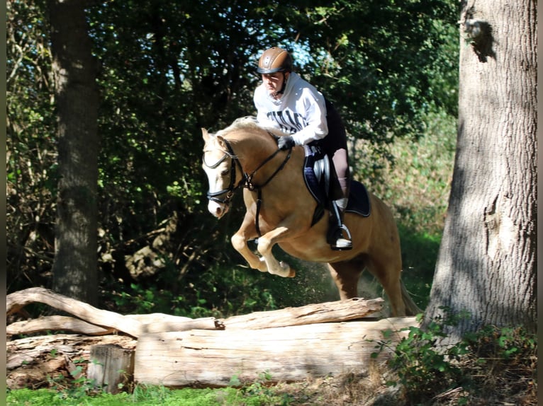 Welsh B Gelding 4 years 13.1 hh Palomino in Wildeshausen