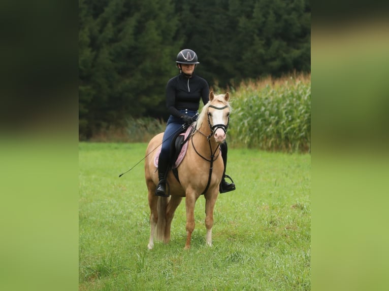 Welsh B Gelding 4 years 13.1 hh Palomino in Wildeshausen