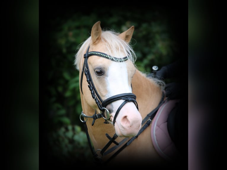 Welsh B Gelding 4 years 13.1 hh Palomino in Wildeshausen