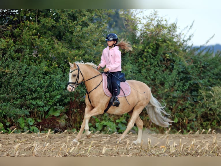 Welsh B Gelding 4 years 13.1 hh Palomino in Wildeshausen