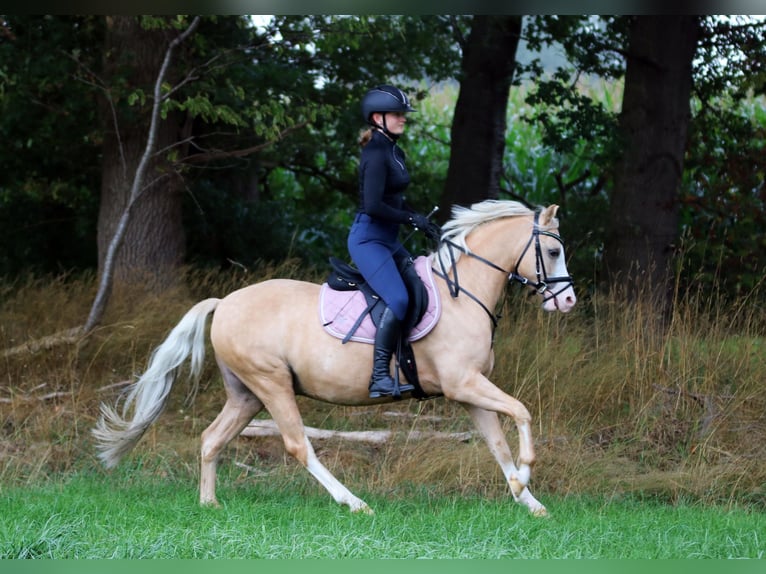Welsh B Gelding 4 years 13.1 hh Palomino in Wildeshausen
