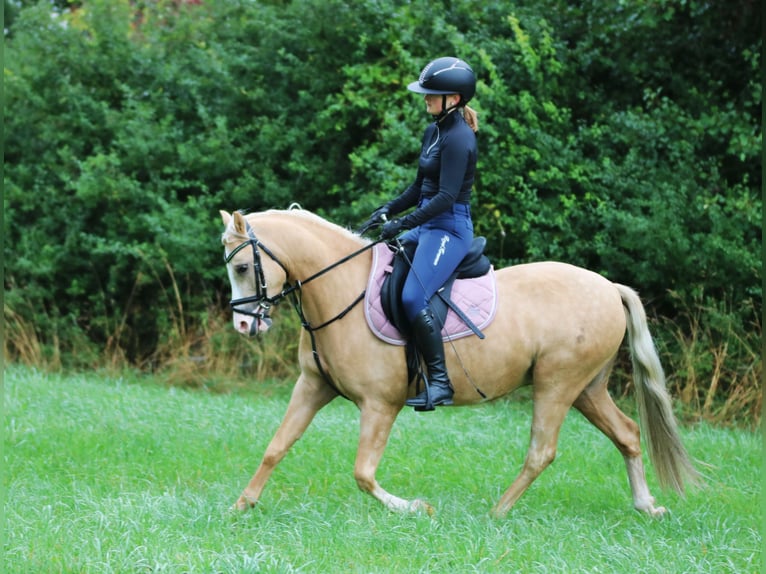 Welsh B Gelding 4 years 13.1 hh Palomino in Wildeshausen
