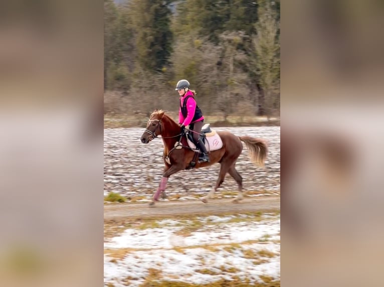 Welsh B Gelding 4 years 13,2 hh Chestnut in Schlins