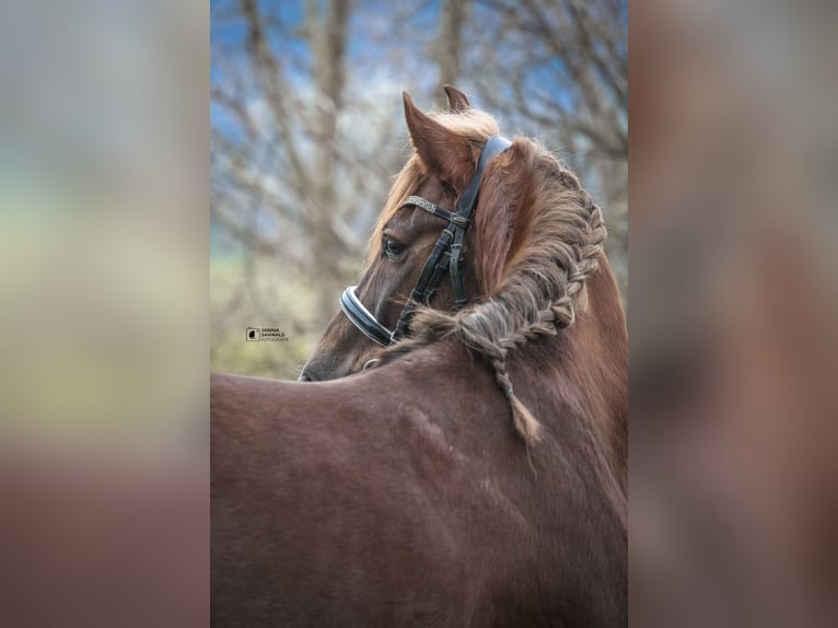 Welsh B Gelding 4 years 13,2 hh Chestnut in Schlins