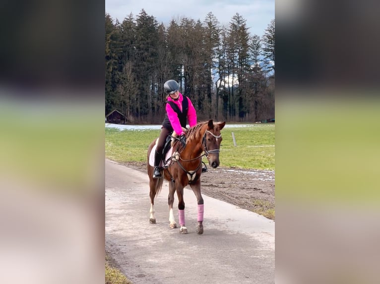 Welsh B Gelding 4 years 13,2 hh Chestnut in Schlins