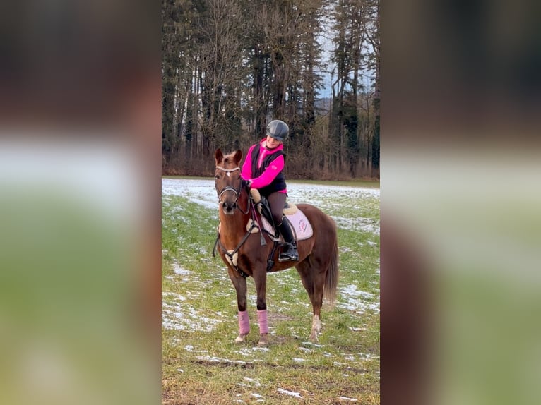 Welsh B Gelding 4 years 13,2 hh Chestnut in Schlins