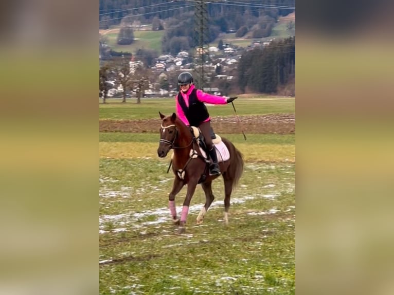 Welsh B Gelding 4 years 13,2 hh Chestnut in Schlins