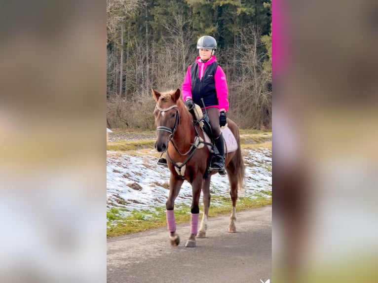 Welsh B Gelding 4 years 13,2 hh Chestnut in Schlins