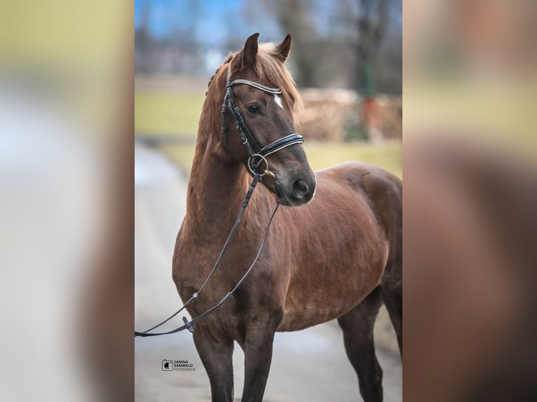 Welsh B Gelding 4 years 13,2 hh Chestnut in Schlins