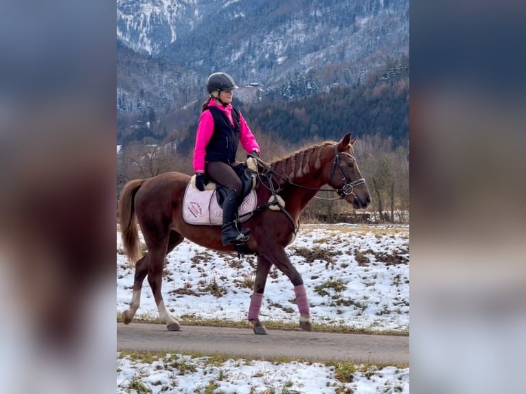 Welsh B Gelding 4 years 13,2 hh Chestnut in Schlins