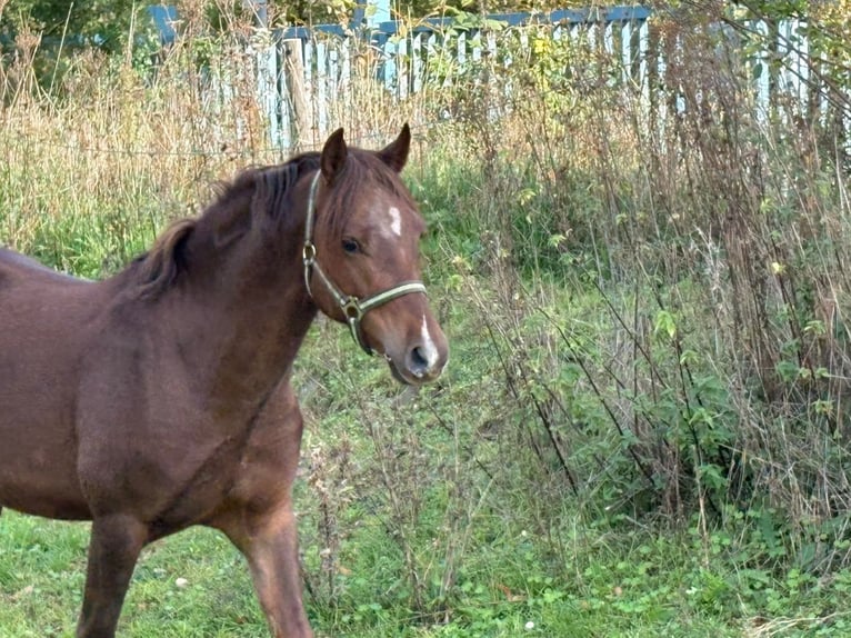 Welsh B Gelding 4 years 13 hh Chestnut in Niederzier