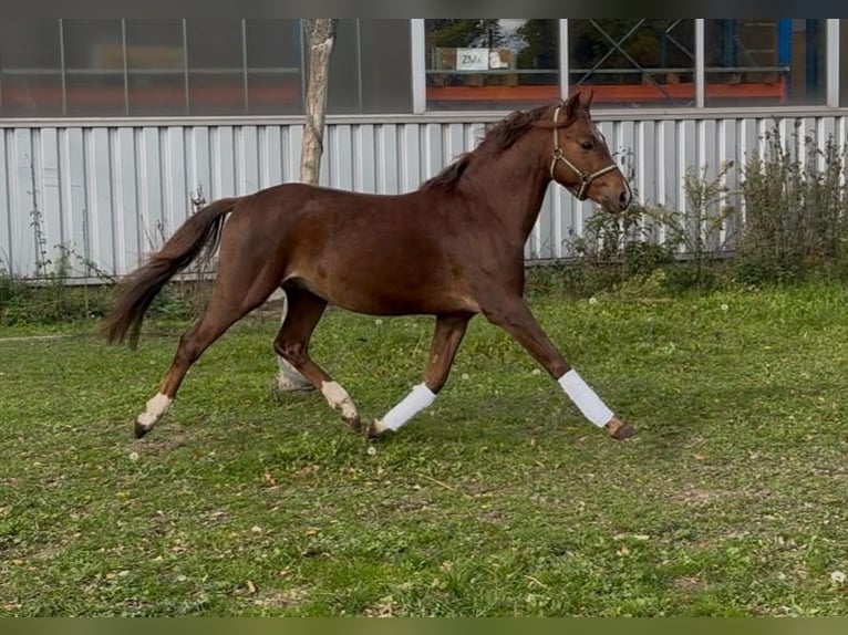 Welsh B Gelding 4 years 13 hh Chestnut in Niederzier