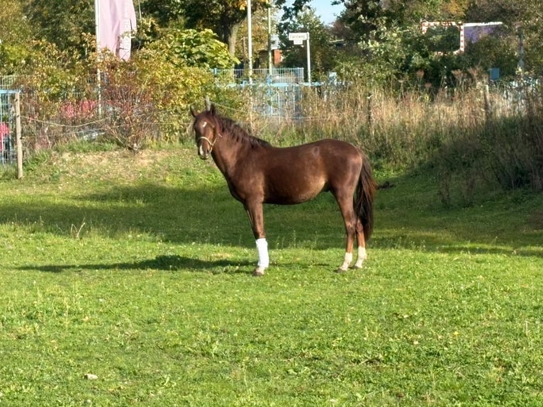 Welsh B Gelding 4 years 13 hh Chestnut in Niederzier