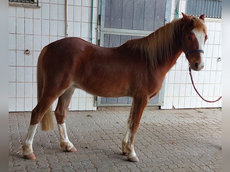 Welsh B Gelding 4 years 13 hh Chestnut-Red in Landolfshausen OT Mackenrode