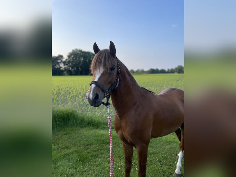 Welsh B Gelding 4 years 13 hh Chestnut-Red in Friesoythe