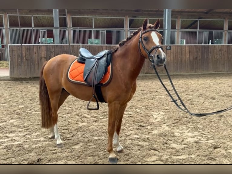 Welsh B Gelding 4 years 13 hh Chestnut-Red in Friesoythe