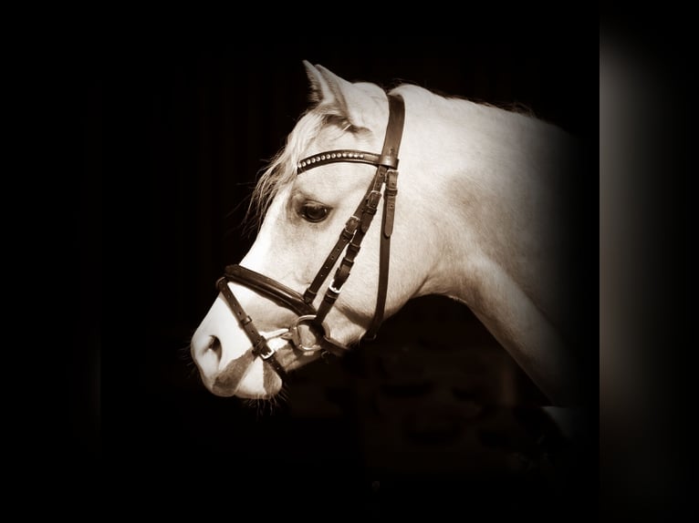 Welsh B Gelding 4 years 13 hh Palomino in Wildeshausen