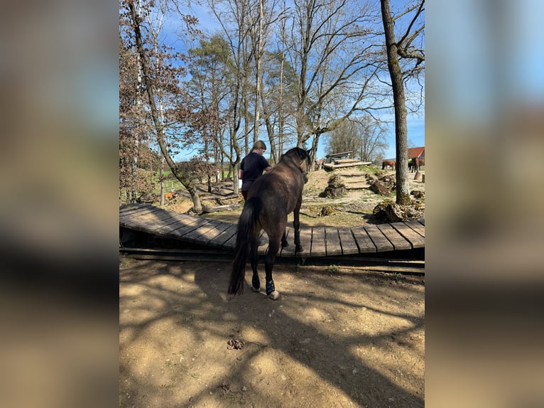 Welsh B Gelding 4 years 13,1 hh Buckskin in Donauw&#xF6;rth