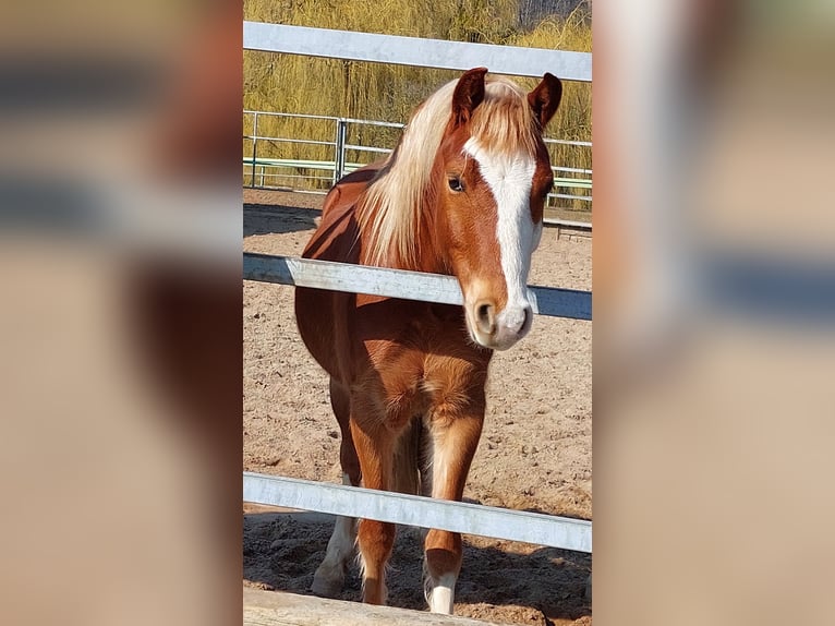 Welsh B Gelding 4 years 13,1 hh Chestnut-Red in Landolfshausen OT Mackenrode