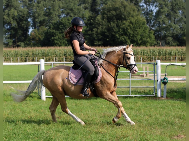 Welsh B Gelding 4 years 13,1 hh Palomino in Wildeshausen