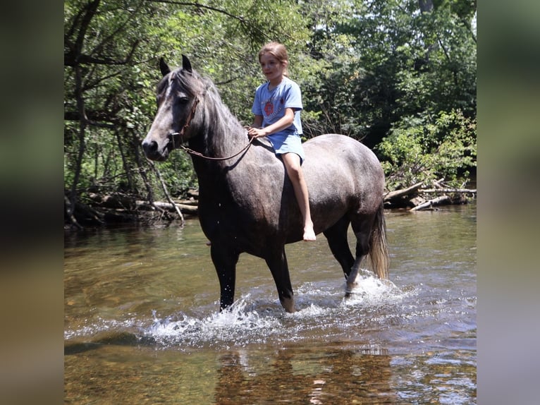 Welsh B Gelding 4 years Grey in Howell