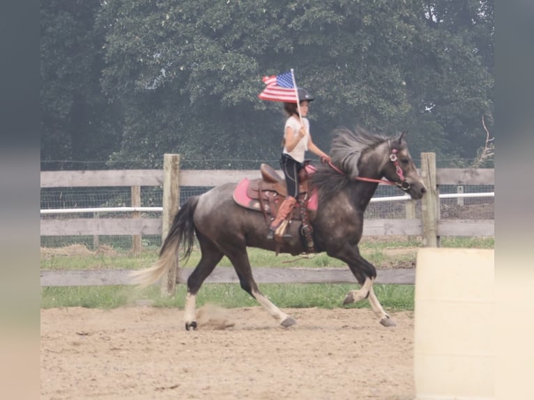 Welsh B Gelding 4 years Grey in Howell