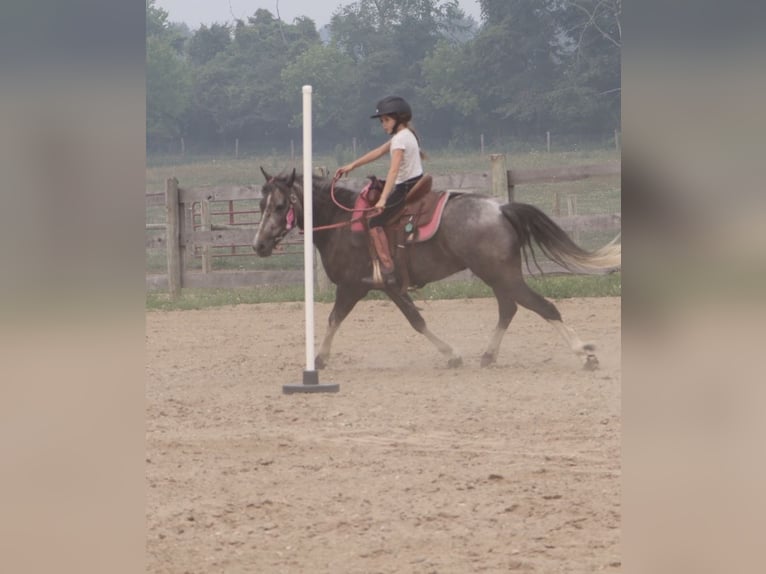 Welsh B Gelding 4 years Grey in Howell