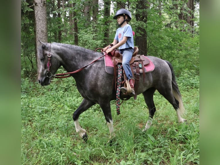 Welsh B Gelding 4 years Grey in Howell