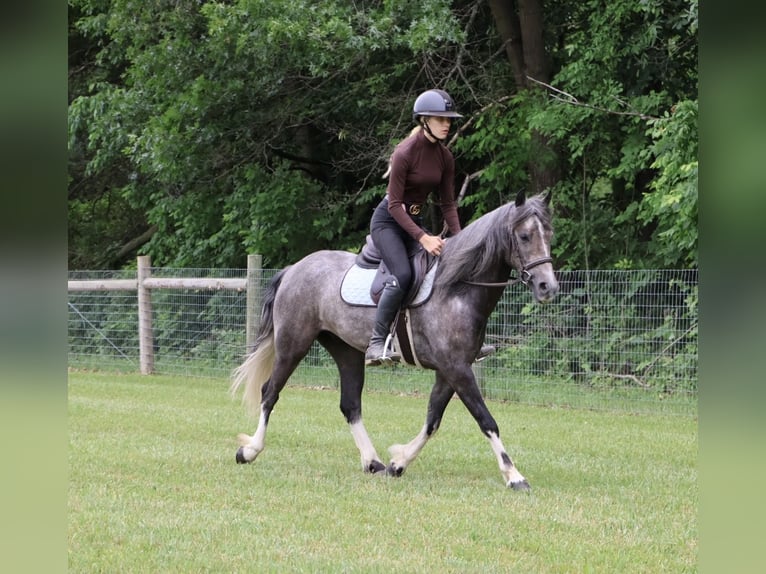 Welsh B Gelding 4 years Grey in Howell