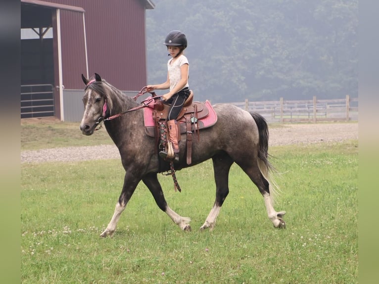 Welsh B Gelding 4 years Grey in Howell