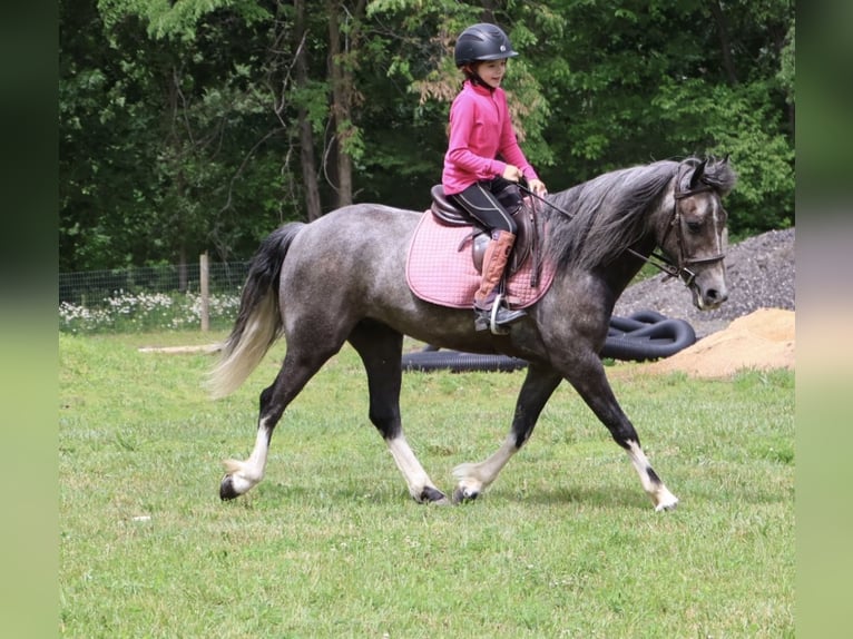 Welsh B Gelding 4 years Grey in Howell