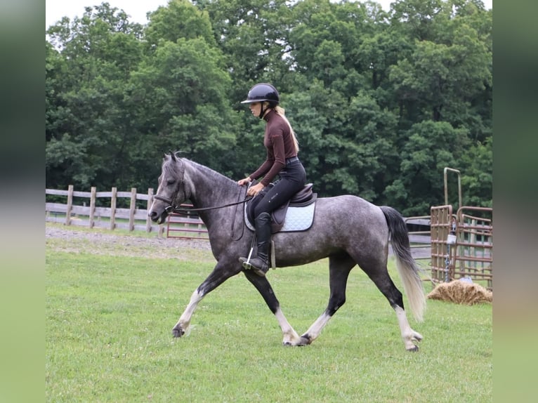 Welsh B Gelding 4 years Grey in Howell
