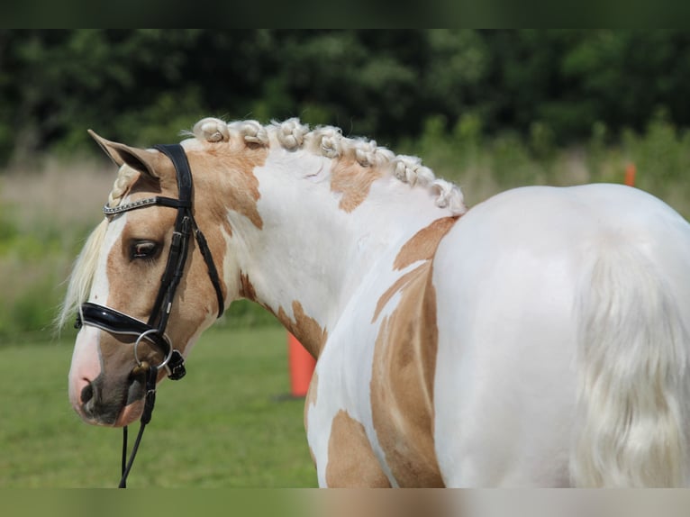 Welsh B Gelding 4 years Pinto in Syracuse