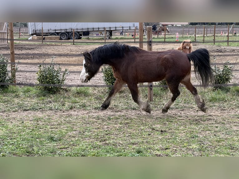 Welsh B Gelding 5 years 11.1 hh Brown in Remoulins