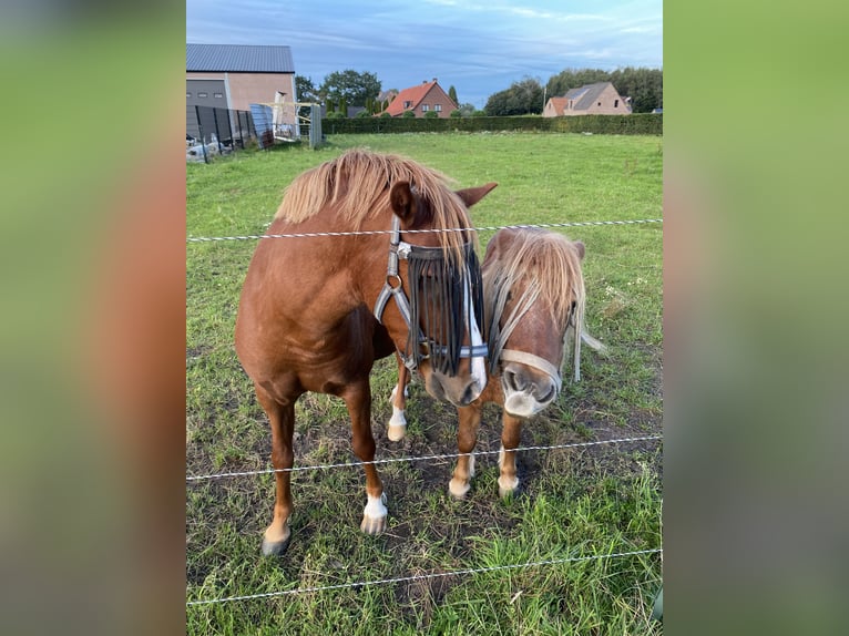 Welsh B Gelding 5 years 11,2 hh Chestnut-Red in Ravels