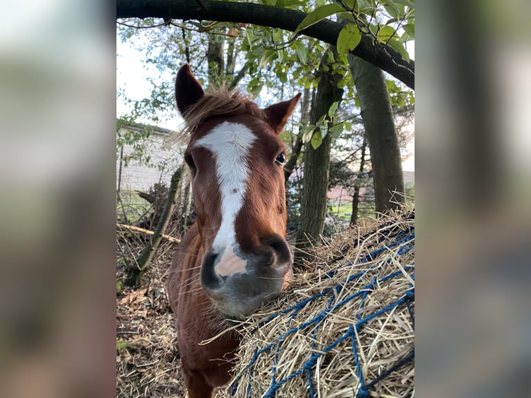 Welsh B Gelding 5 years 11,2 hh Chestnut-Red in Ravels