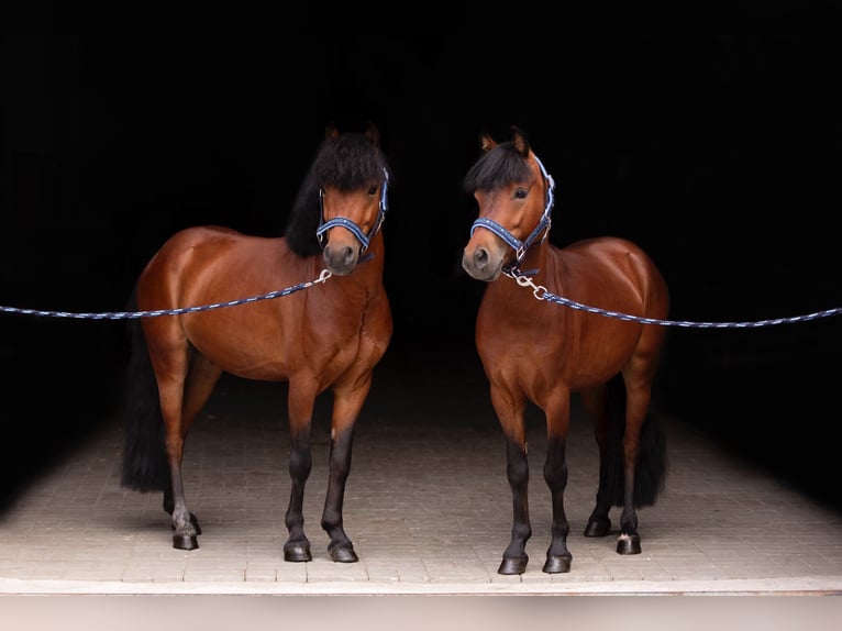 Welsh B Gelding 5 years 11,2 hh Bay in Kcynia