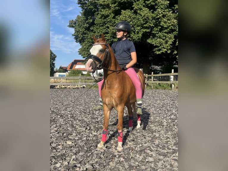 Welsh B Gelding 5 years 12.1 hh Chestnut-Red in Burgdorf