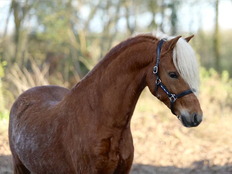 Welsh B Gelding 5 years 12.1 hh Chestnut-Red in Aalten