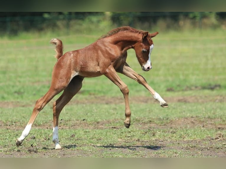 Welsh B Gelding 5 years 12,1 hh in Zutphen