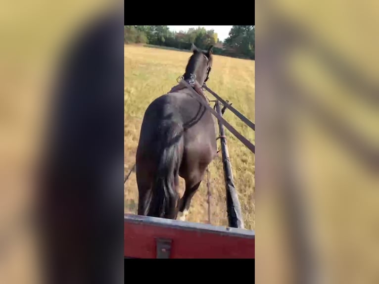 Welsh B Gelding 5 years 12.2 hh Black in Tass