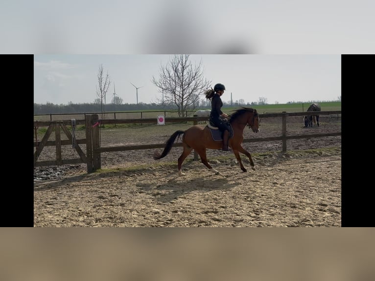 Welsh B Gelding 5 years 12.2 hh Brown in Mönchengladbach