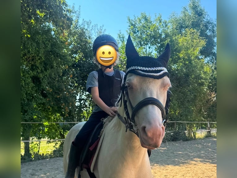 Welsh B Gelding 5 years 12.2 hh Cremello in Kumhausen