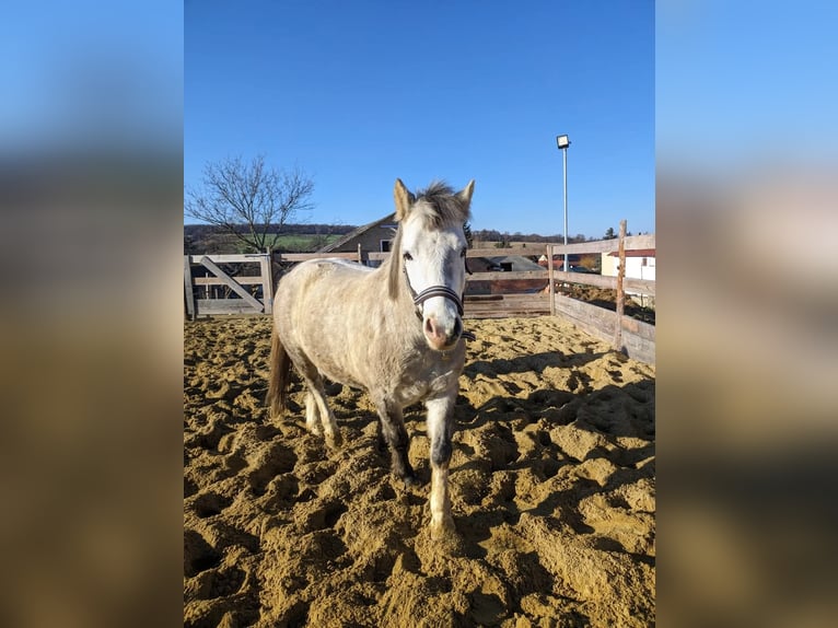 Welsh B Gelding 5 years 12,3 hh Dun in Gnadendorf