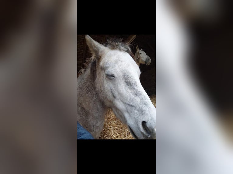 Welsh B Gelding 5 years 12,3 hh Dun in Gnadendorf