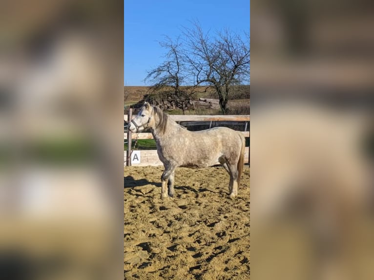 Welsh B Gelding 5 years 12,3 hh Dun in Gnadendorf