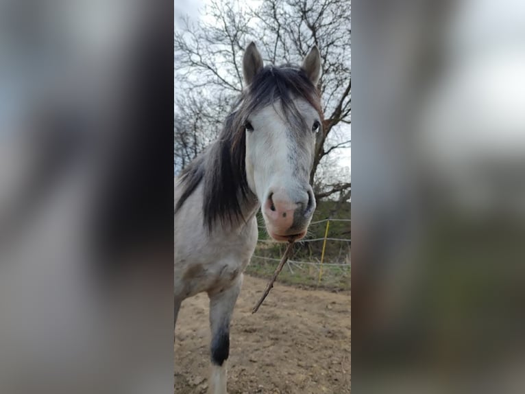 Welsh B Gelding 5 years 12,3 hh Dun in Gnadendorf