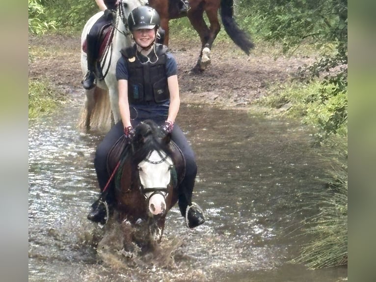 Welsh B Gelding 5 years 12 hh Brown in Oost West en Middelbeers