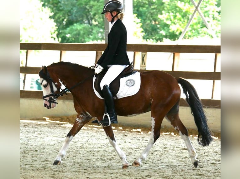 Welsh B Gelding 5 years 12 hh Brown in Oost West en Middelbeers